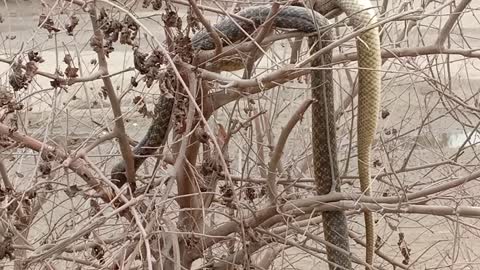 Two black snakes are on trees