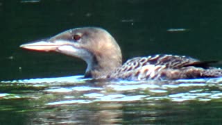 Loon