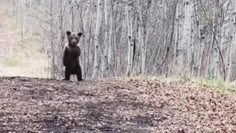 Bear Cub Being Silly