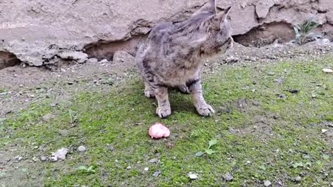 I gave food to a cute stray cat. This street cat was very hungry.