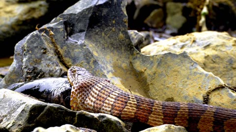 Rattlesnakes is eating a fish