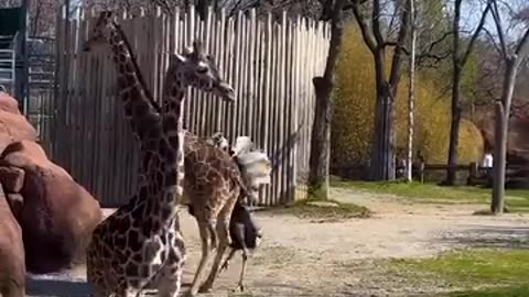 Giraffe fight with ostrich