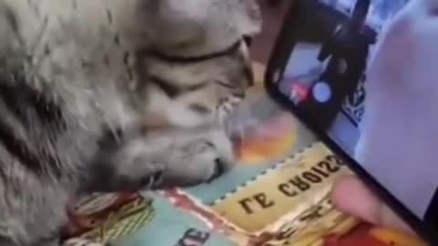 Sweet cat funny video
