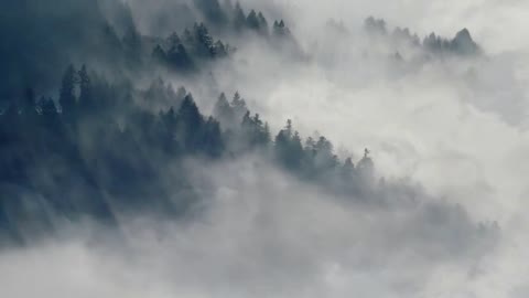 Rolling Fog over Forest 3 hours
