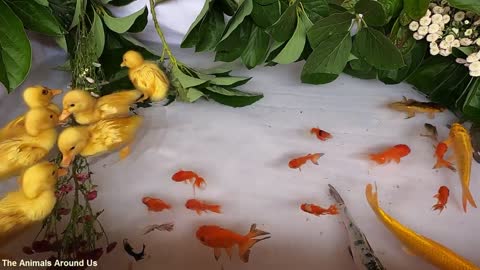 Baby_Ducks_Ducklings_Oscar_Fish_Halfmoon_Betta_Goldfish_Koi_Carp_Fish_Catfish_Cute_animals_Videos