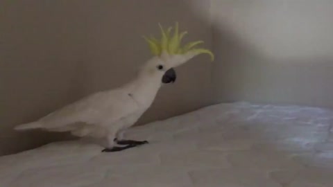 Funny Parrots Going Crazy - Cutest Parrots Compilation-3