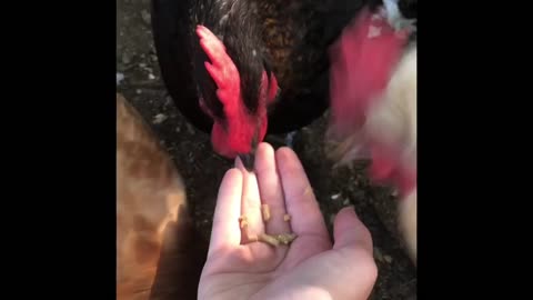 Hand Feeding the Chickens