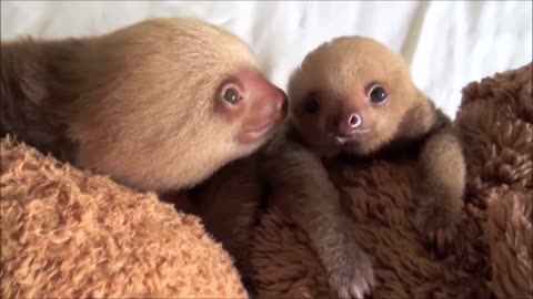 10 Funniest Moments of Baby Sloths Being Sloths 2023 funny