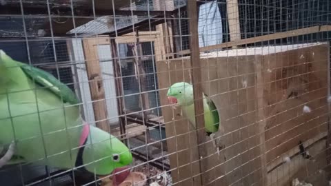 bolne wala tota | talking parrot sound