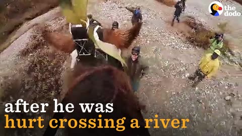 Horse Gets Airlifted To Hospital | The Dodo