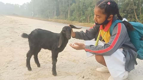 The black baby little goat is in love with my cute daughter | Both are close friends