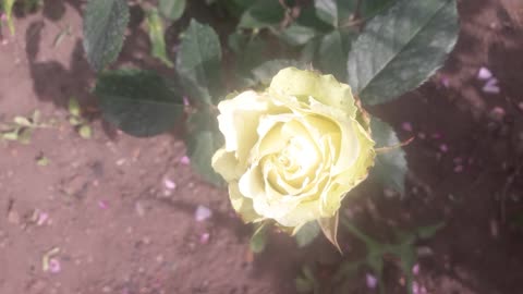 Green rose