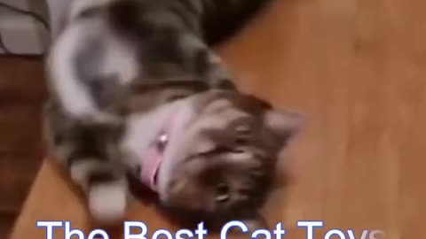 Best funny cat ever