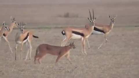 Caracal vs springbok