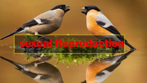 what is reproduction │ Asexual and sexual reproduction │ human reproduction │