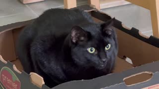 Adopting a Cat from a Shelter Vlog - Cute Precious Piper Has a Security Base