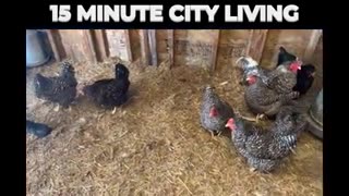15 Minute City: Measured by chickens