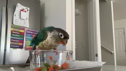 🦜🌿 #ChippyBasil: Daily routine! #parrotlife #greencheekconure