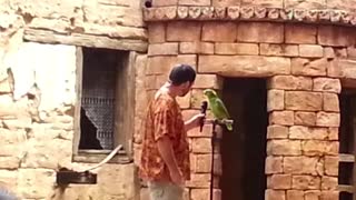 Vocal parrot sings song for an audience