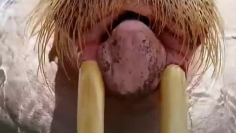 Walrus 🦭 An Impressive Animal Found In The Arctic
