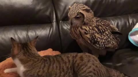 Owl Spooks Cat Off Couch