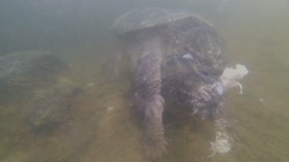 Swimming With A Snapping Turtle