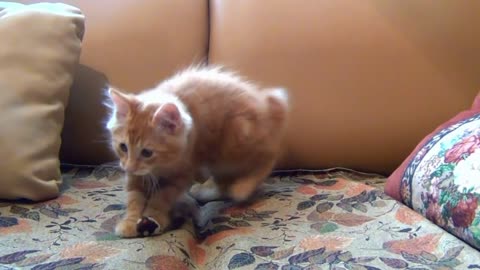 little_kitten_playing_his_toy_mouse