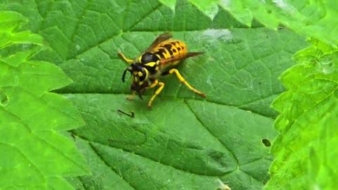 Hornet sitting comfortably on a leaf and eating / Hornet eating.