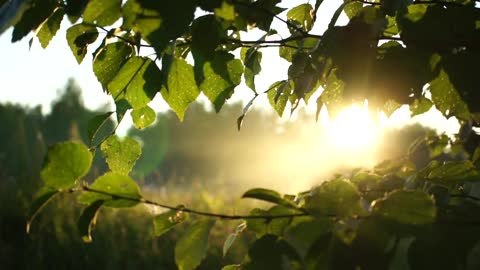 morning Sun's rays in the mist at sunrise