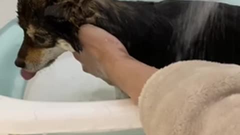 Funny Animal - Bathing Time for Puppy