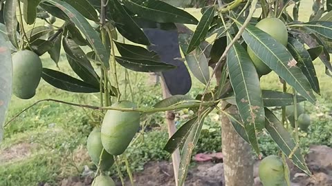 Mango fruit Tree Videos 2023 | New Mango Tree Video 2023