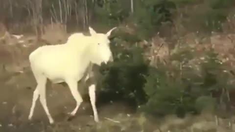 Albino Moose Spotted In Canada