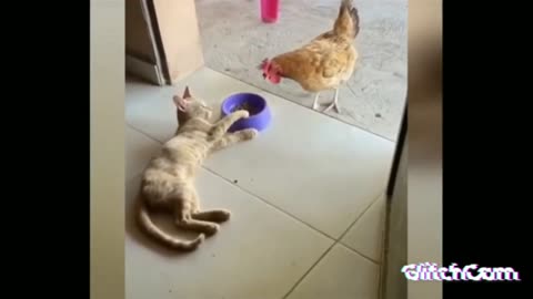 Animals comedy videos part#15