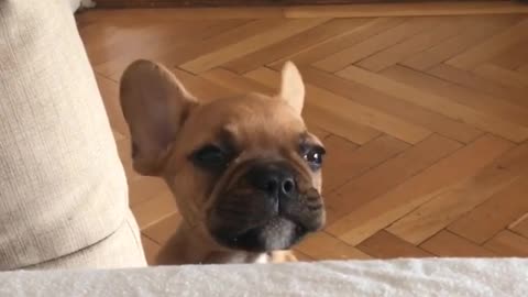 French Bulldog puppy fake-sobs for attention