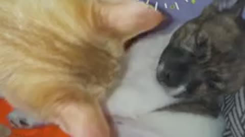 Adorable kitten tries to wake best friend puppy!
