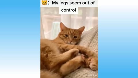 Best Funny Pet Videos Of The - Cute 😹 Cats And