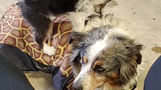 15-Year-Old Aussie Shows Patience for Puppy