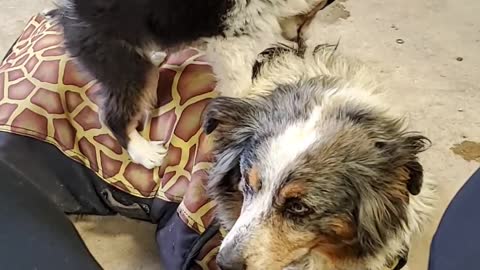 15-Year-Old Aussie Shows Patience for Puppy