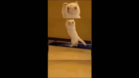 VERY FUNNY ANIMALS COMPILATION