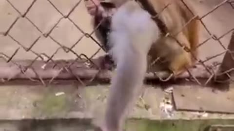 monkey gets angry over a guy testing him with banana