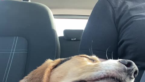 Dog Gets Drowsy During Drive