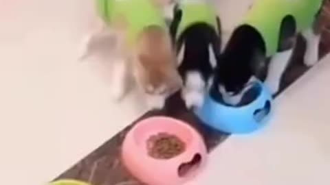 Funniest Cat And Dogs 😂 Funny Animal Videos 2024