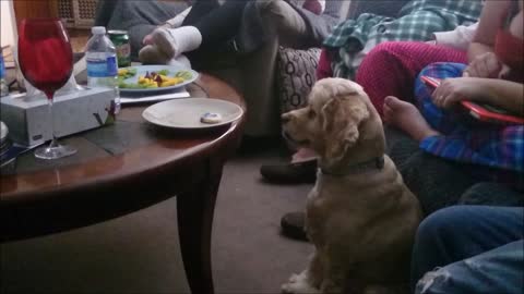 World's most obedient dog refuses to give in