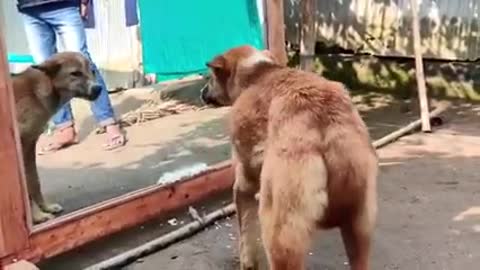Funny Dog Prank in the Mirror Barking Can't Stop Laughing