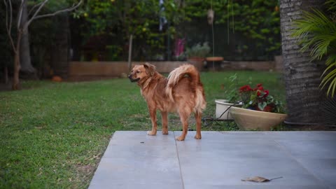 Dog cute Protects His Young Human