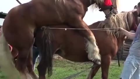 Big horse Mating