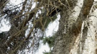 A cat get off a tree