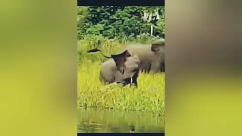 Crocodile attack on baby elephant