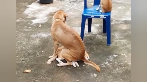 Dog cat funny video