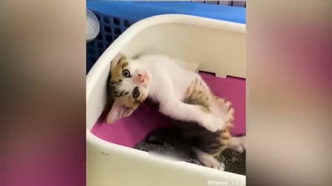 Funny cat videos 2023, funny animal videos 🤣🤣 #funnycat,#catviedos,#funnyviedos